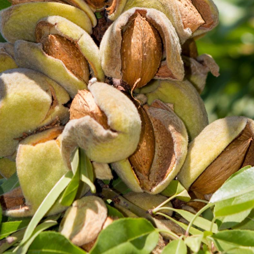 easiest-nut-trees-grow